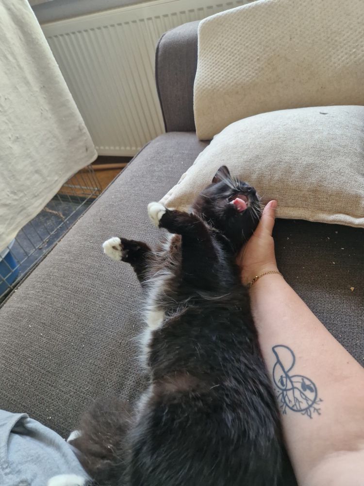 Bild zu Nala und Luna - Streunerhilfe Plau