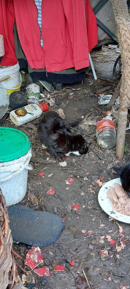 Bild zu 52 Katzen – Einsatz bei Frau D. - Streunerhilfe Plau