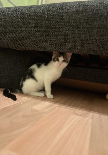 Bild zu Minnie & Luna - Streunerhilfe Plau