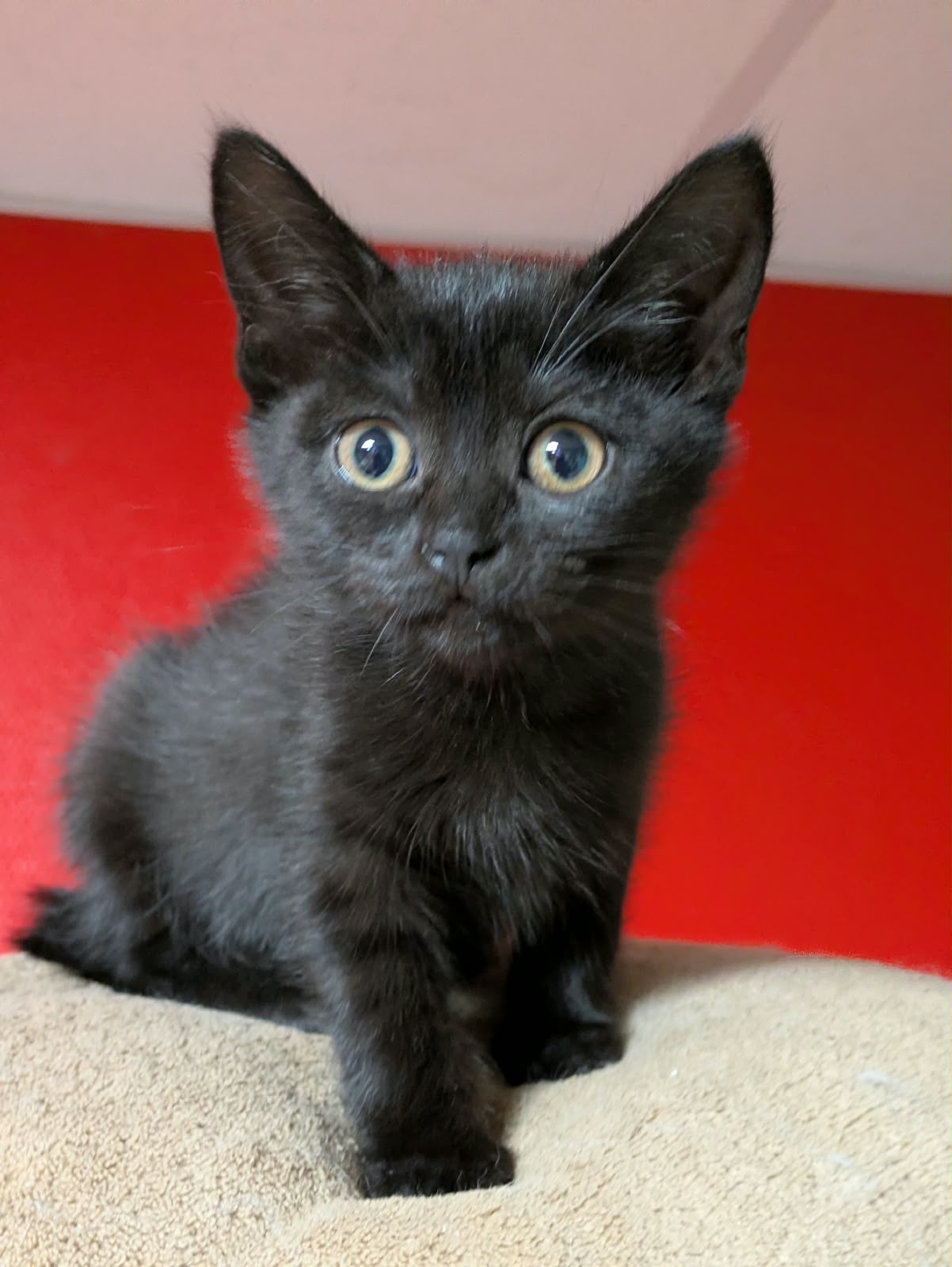 Schwarzes Kitten mit bernsteinfarbenen Augen sitzt auf einem Kratzbaum