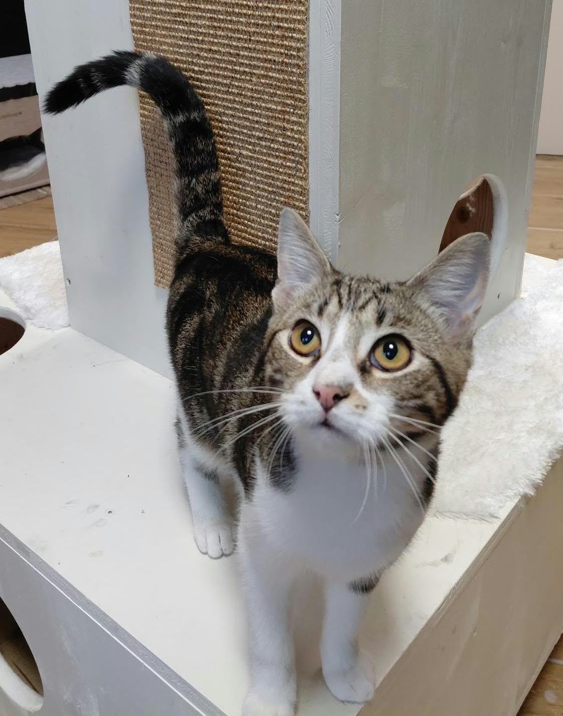 Junger getigerter Kater mit weißer Brust schaut neugierig nach oben