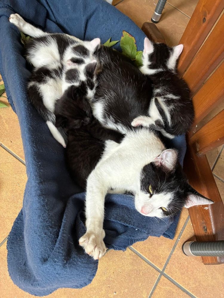Bild zu Katze aus Lübz - Streunerhilfe Plau