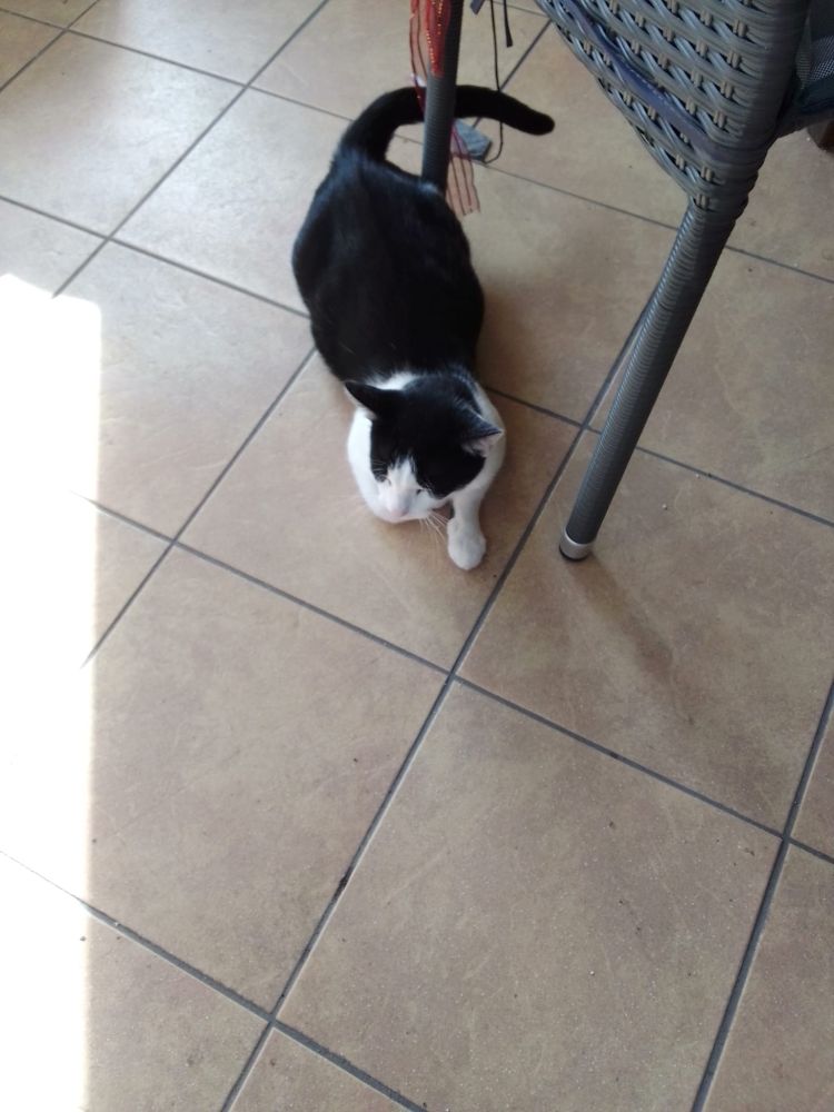 Bild zu Katze aus Lübz - Streunerhilfe Plau